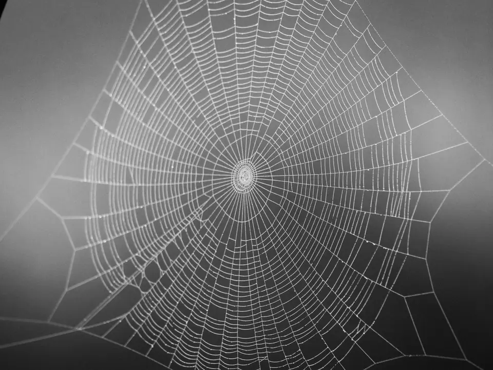 A large, symmetrical spider web spreads across a soft gray background.