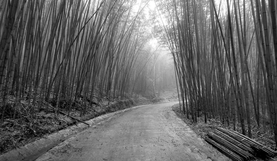 A dirt road curves through a dense grove of tall bamboo into mist.