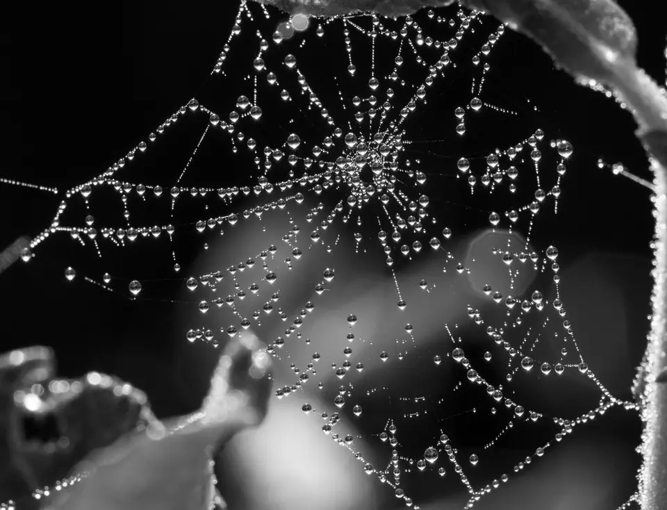 Water droplets cling to a spider web stretched between leaves against a dark background.