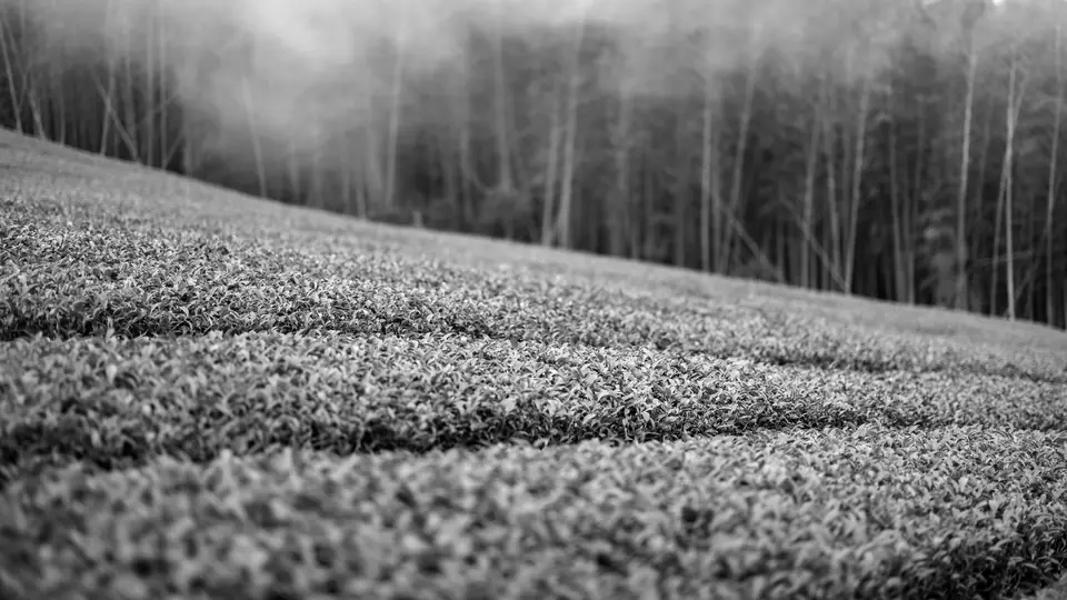 Rows of low green shrubs roll across a hillside toward a misty line of trees.