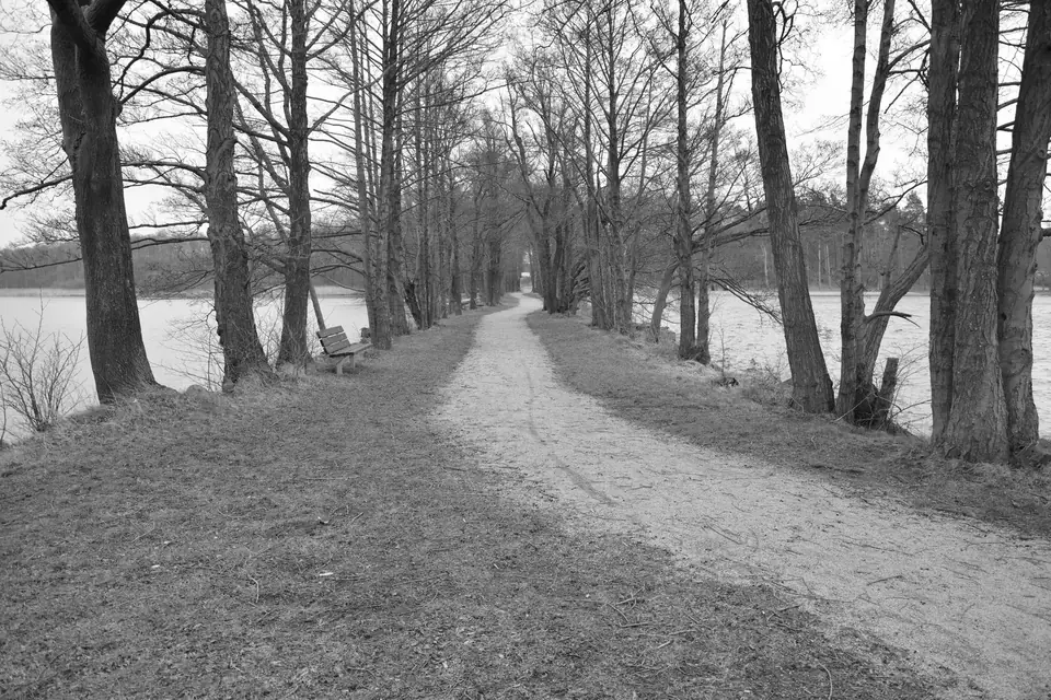 A straight dirt path runs between rows of bare trees beside a lake under a pale sky.