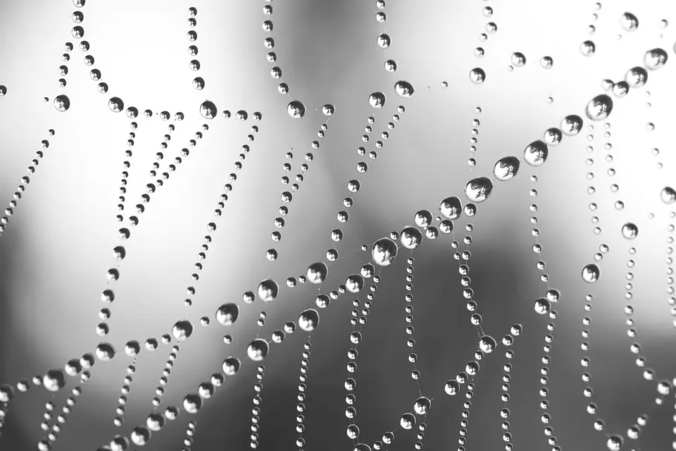 Strands of spider silk hang heavy with rows of glistening water droplets.